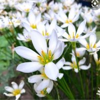 Rainlily (@zephyrlily0217) 's Twitter Profile