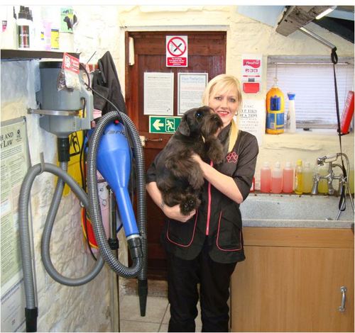 shearpawfect's profile picture. Dog Groomer/Animal Microchipper & Occasional Breeder Of Quality KC Reg Miniature Schnauzer Puppies https://t.co/E9PpHkhp0D