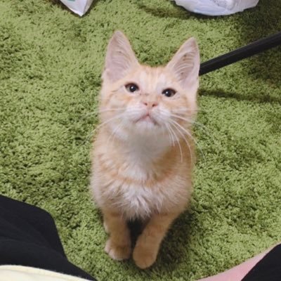 wtyfjydtjg's profile picture. here are my shenanigans (excuse the puns)