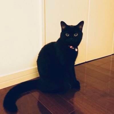 emico40234739's profile picture. JW2世(未信者)です。現役JW母がいます。アメブロやってます。https://t.co/AwJimnh6sg 無言フォロー失礼します。