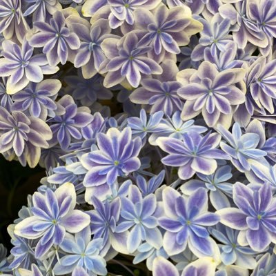 mounurimax's profile picture. 2024.7 第1子男の子出産！どうにかなるだろう精神！旦那のおかげでポジティブマインド維持中💪嬉しいことモヤモヤしたことがあると呟きがちです