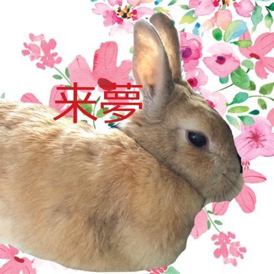 2011.4.3生まれのうさぎ🐇来夢♀と同居🏠2021.10.27お空へ🌙.*·̩͙ 里親募集を偶然見つけ我が家へ来ました。難病だったLOVE♀🐇と蓄膿だった心♂🐇といううさぎとも暮らしてました。 2022年4月1日からタロウ🐈♂とハナコ🐈♀🌈との生活START✩.*˚