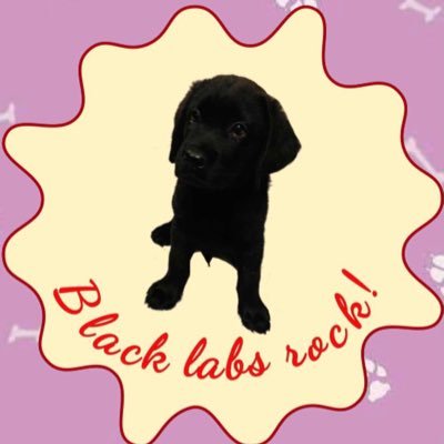 Hi Twitter! My name is Cassy!! I am a black lab puppy! I am full of naughtiness and fun! 
Am 1 year and 1 month old.
My YouTube channel: Cassy the Labrador