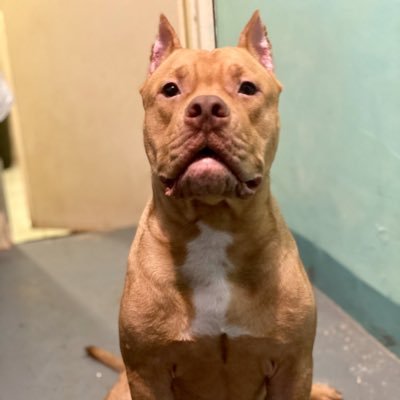 smoked_ambully's profile picture. @mimititot