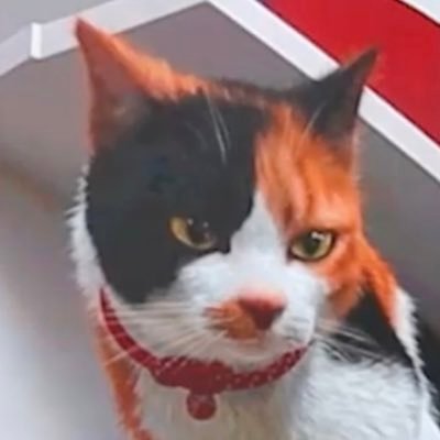 新宿東口の猫 Profile