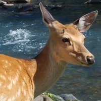 Ashley Wu (@doe_gamedev) 's Twitter Profile Photo