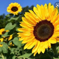 sunflowers and rainbows(@NanahhhN) 's Twitter Profile Photo