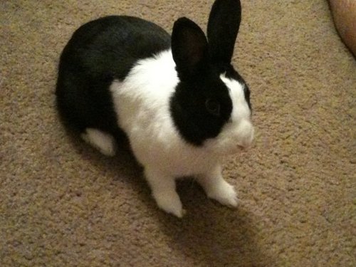 If what I say doesn't make sense, it's because I'm a rabbit.