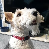 🅳🅴🅽🅸🆂 🅻🅰🆆 🐾⚽️🥅 (@denislaw_wft) 's Twitter Profile Photo 🅳🅴🅽🅸🆂 🅻🅰🆆 🐾⚽️🥅 (@denislaw_wft) 's Twitter Profile Photo
