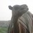 lazy camel