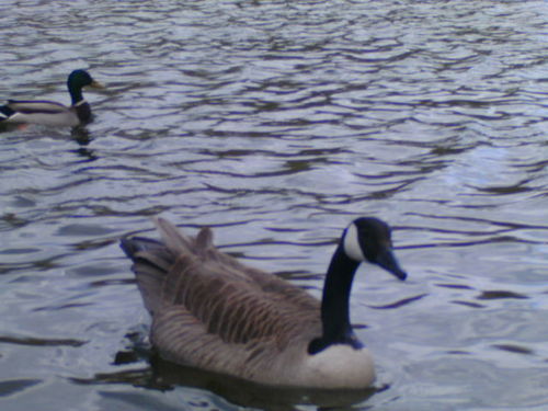 AxelGarritsen's profile picture. #Geologie #Ecologie #Biologie #Paleontologie