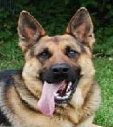 i like dogs and my favorite dog is a german shepherd