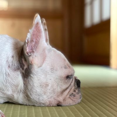 This is Hana from the French Bulldog. She lives in Japan.