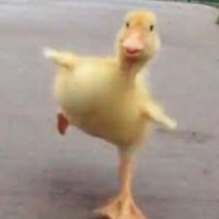 Duckyy (@duckyy61349155) 's Twitter Profile Photo