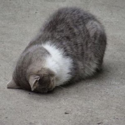 givemegoldfish's profile picture. 🙈🙈