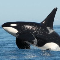 Orca(@orcasaccount) 's Twitter Profile Photo