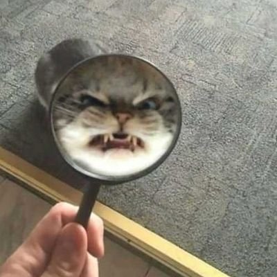 carawtcat's profile picture. let's try again !