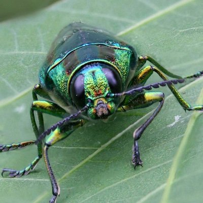 父親が大の虫好き!沢山の写真を撮っているので、紹介します。
撮影場所もアップします。興味のあるかたは是非!