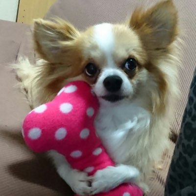 satoru_yokohama's profile picture. UE2017.start(8年生🙋‍♂️)すっかりワン垢(ᐡ o̴̶̷̤ ﻌ o̴̶̷̤ ᐡ) 🐾チワワ♂꒰˘ᴥ˘꒱アンジュくん🐾Mダックス♀シュシュちゃん #犬と暮らす幸せ #毎日ワン歩 #犬好きと繋がりたい #チワワ #Mダックス #犬友 #食べ歩き #BBQ #旅行