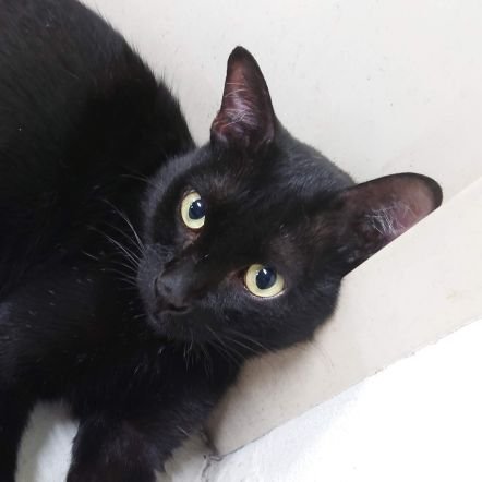 まるねこbkk🇹🇭→🇯🇵 (@maruneko2629) / Posts / X