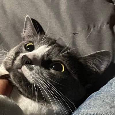 sgwking's profile picture. just the most stupid guy