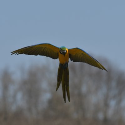 大変お騒がせしております。現在、北海道 日高町付近にて迷いインコ（ルリコンゴウインコの風太）を探しています。日高町に限らず、かなりの長距離飛ぶ可能性があります。情報の拡散をおねがいしております。 よろしくお願いします。フォロー外の通知は切っております。