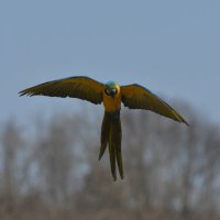 風太捜索事務局(ルリコンゴウインコの風太捜しています) (@largo_asia) 's Twitter Profile Photo 風太捜索事務局(ルリコンゴウインコの風太捜しています) (@largo_asia) 's Twitter Profile Photo