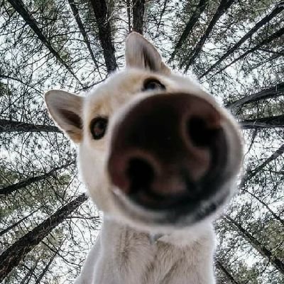 joohnyfool's profile picture. element wywrotowy