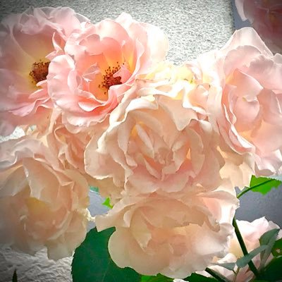 2021年4月よりcallan method受講中。ゆるく長くと思って始めて早6年。楽しく続けています。 2021年9月NCスピーキングテストlv.7。2024年12月luv.8。 native camp紹介コード https://t.co/uhItpBzeRK よければ使ってください。