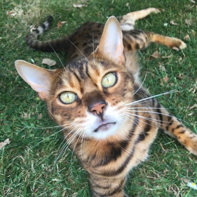 Mum to The Little Prince 👑 AKA Jago who is #ambassacat for the Shire of Ox Ford and a leading member of #teambengal 😼