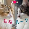 nene_and_ruke's profile picture. 2019年6月10日生まれのアメリカンカール♀の『ねね』😺 2020年3月15日生まれのノルウェージャンフォレストキャット♂の『ルーク』😸 猫垢専用なのにゃ😻 無言フォロー許して下さいにゃ❤ 無断転載ダメにゃ😾