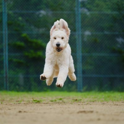 pmhs_1234's profile picture. fesデザ部/MCサー