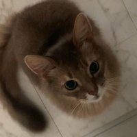 朝ご飯備忘録🐈ミント (@breakfast_mint) Twitter profile photo
