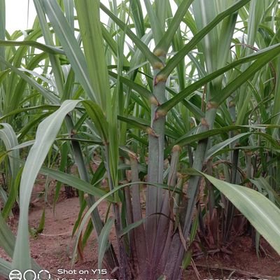 ArunKum64018075's profile picture. Biochemistry