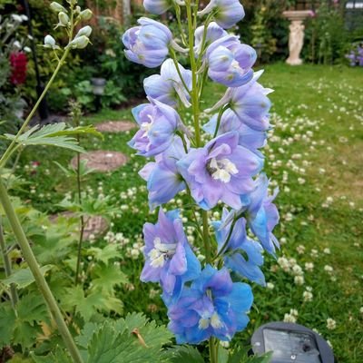 I love wildlife - especially bees.  Every plant in my garden is for pollinators, peat-free, pesticide-free. If the bees are happy - I'm happy!😁 🐝💚