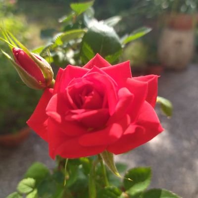 La bellezza parla a voce bassa: si insinua solo nelle anime più deste 🌹✨