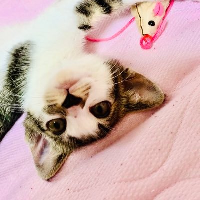 猫まみれLIFE🐈‍⬛🐈🐈‍⬛🐈 2019年8月に兄妹3ニャン(レオ♂茶白、テト♂キジトラ、リン♀黒)保護、2021年6月23日母を探して迷う白サバニャン(モコ♀)保護。4ニャン毎日元気いっぱいです。