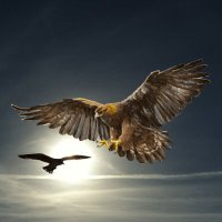 Crypto Eagle (@crypt0eagle) 's Twitter Profile