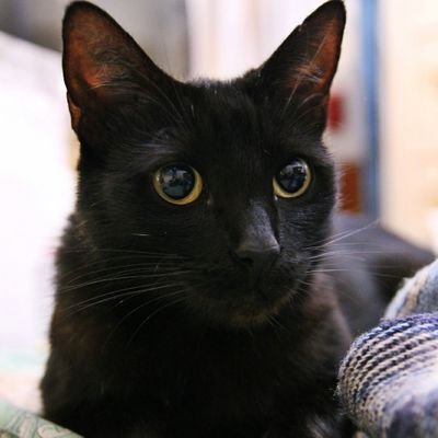 DreiGatitos's profile picture. Proteccionista independiente a cargo de 20 gatos y 1 perrita en el Paraíso. No tengo refugio.