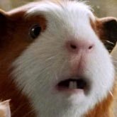 squidychomp's profile picture. 🗿 hallo