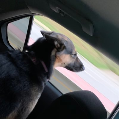 I enjoy protecting my humans w/nonstop barking. Birds & planes annoy me. I sleep in a king size bed, & am a diva. My pronouns are she/her. Tweets are my own.