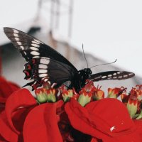 Andy Potter(💙,🧡) (@andypot99624282) 's Twitter Profile