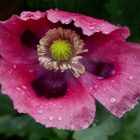 Ed Fletch. (@ancientoak56) 's Twitter Profile Photo