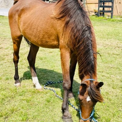 Wife, Mom, Grammy, Loves Horses, and Compliance Officer-Realtor at Keller Williams GA