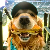 Dash Dog 🐾(@therealdashdog) 's Twitter Profile Photo