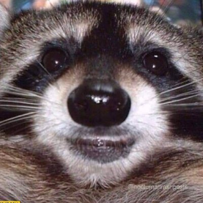 Just Memes, Animals and Music 🦝 🦝 🦝

Check out my Spotify-Playlist ⬇️
https://t.co/YWbhu06Tf5…


DM for credits/removal/submission!