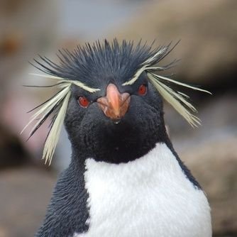 Blazing Penguin
