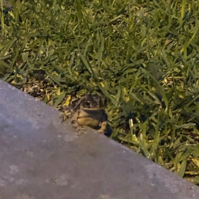 ape_in_water's profile picture. 