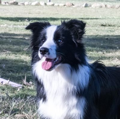 Border Collies Oz