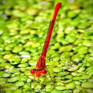 Independent environmental investigator into stressed ecosystems and their impacts on people. Autonomous newb, born and raised in Dekalb County GA. DMs are open